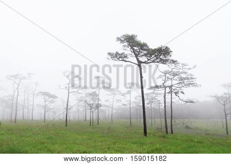 Phu SOI DAO National Park at Uttaradit province Thailand/Misty forest with flowers on the ground