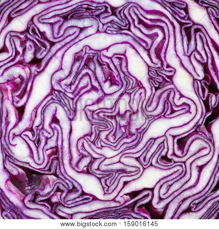 Texture of red cabbage cut in half closeup