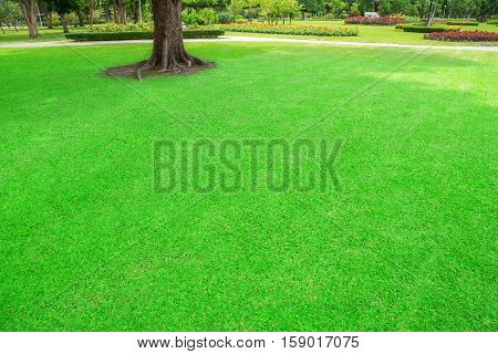 Green lawn with trees in park. Bangkok Thailand