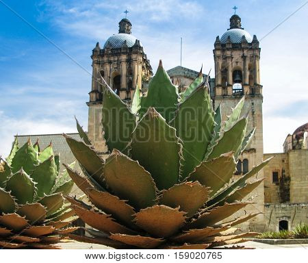 View to Oaxaca cathedral with agave plant Mexico