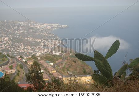 Prickly Pear Cactus (Opuntia) overlooking island of Madeira.