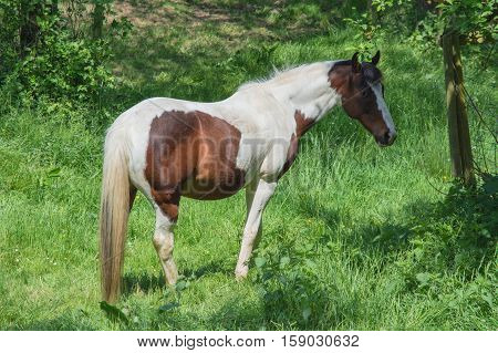 Beautiful brown white horse in a pasture in the summer.