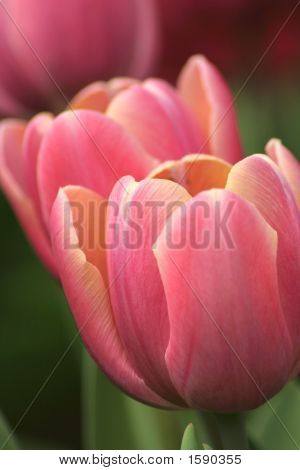 Tulpe-Closeup