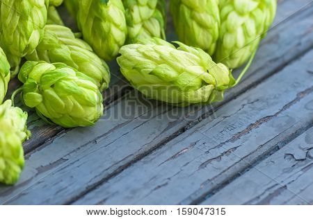 Green hop cones lying on the old wooden painted surface agricultural background