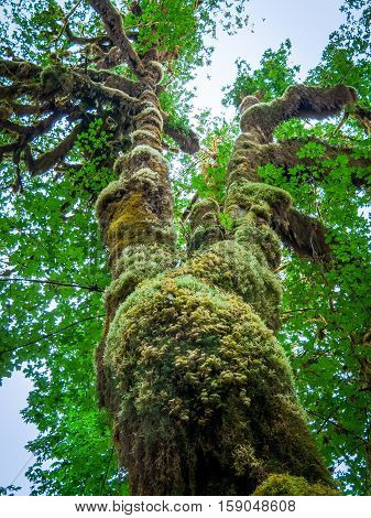 Tree covered with moss in the temperate Hoh Rain Forest.Olympic National Park Washington State USA