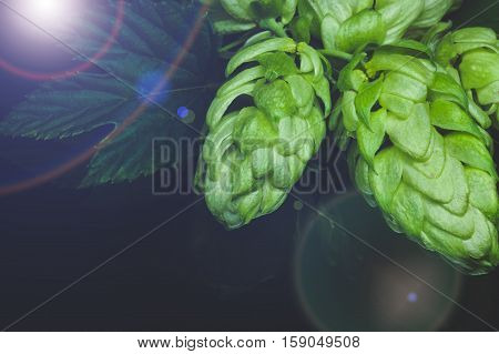 Green hop cones on a dark background grown for brewing beer and bread as well as a seasoning for food