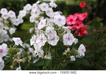 Garden phlox perennial phlox flowers in the summer garden