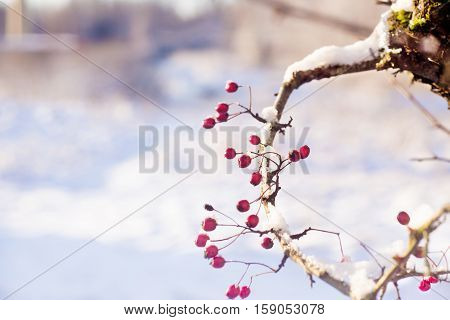 Twig with frosted hawthorn berries in the garden.