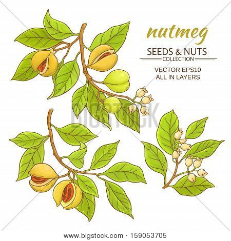 nutmeg branches vector set on white background