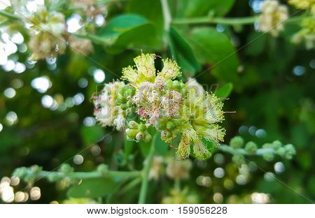 Manila tamarind flower and pollen - Pithecellobium dulce Benth