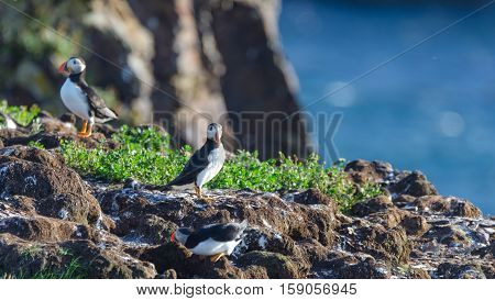 Atlantic puffin (Fratercula arctica) going about their business, making nests and new puffins as they return in summer to mate on one of the bird islands in Elliston, Newfoundland.