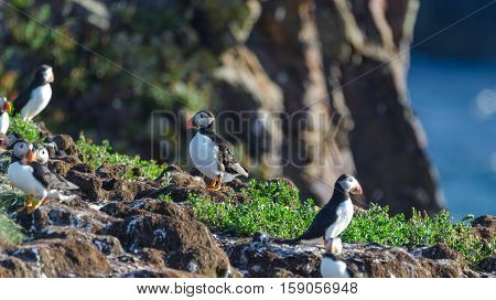 Atlantic puffin (Fratercula arctica) going about their business, making nests and new puffins as they return in summer to mate on one of the bird islands in Elliston, Newfoundland.