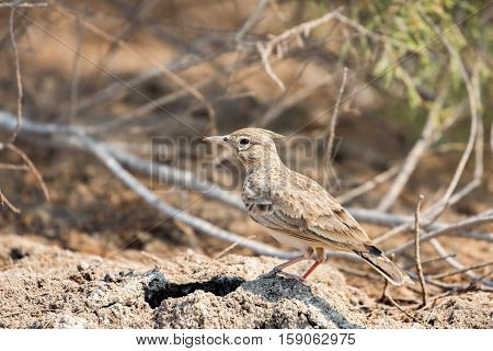 Crested lark bird in its habitat. Bahrain