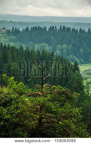 Thick Fog Covered With Thick Coniferous Forest. Forest With A Bird's Eye View . Coniferous Trees, Th