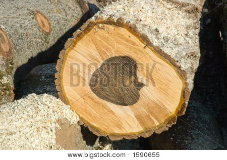 Albero tagliato