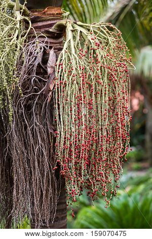 Seed head of Bangalow palm Archontophoenix cunninghamiana
