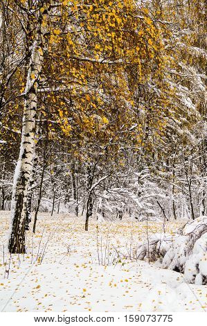 winter landscape birch trees covered with snow in a Park contrast