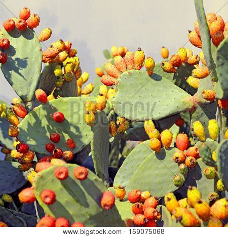 Many Ripe Indian Fig Opuntia In The Plant