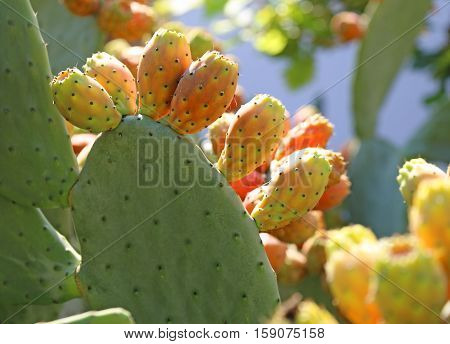 many ripe Indian fig opuntia or Prickly pear in the cactus