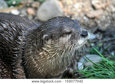 Small predator - an otter in the countryside near the river