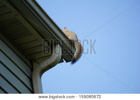 An eastern gray squirrel (Sciurus carolinensis) sits on the gutter on the roof of a house in Joliet, Illinois.