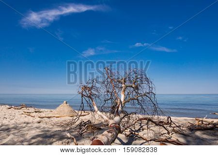 Tree on shore of the Baltic Sea.