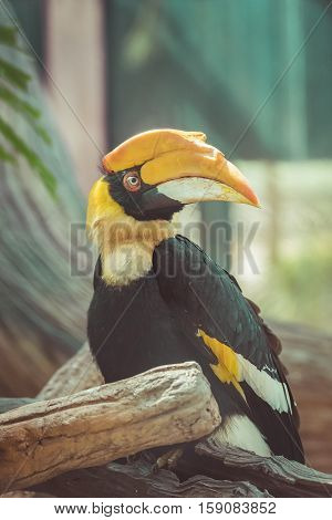 Great hornbill (Buceros bicornis) also known as the great Indian hornbill or great pied hornbill. vintage tone