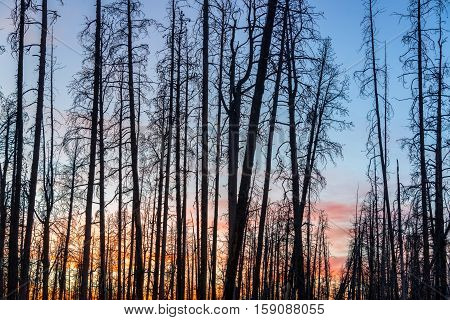 Sunset Through Dead Trees