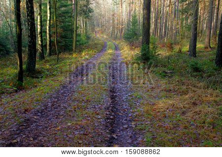 The photo shows a forest, dirt road. It runs through coniferous forest. It is autumn. The road gentle curve turns right.