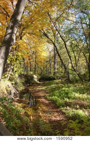 Fall Stream