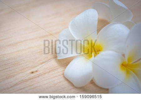 frangipani flower on a wooden background .
