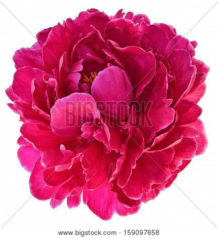 Bud of peony flower bright red or purple in artificial light isolated on white background