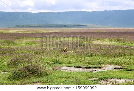 Young male lion resting on the grass in the savannah at Ngorongoro Crater, national park Tanzania.