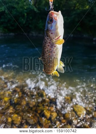 Trout on a hook, fishing in a mountain rive