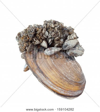 Anodonta is a genus of freshwater mussels in the family Unionidae, the river mussels