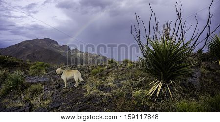 Teig On The South Franklin Peak After A Rain Storm. This Is The Peak North Of El Paso Texas.