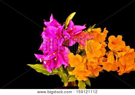 Purple and orange flowers with green leaves against black background
