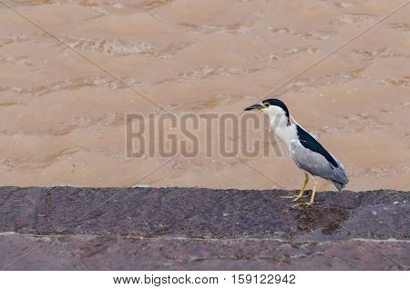 Hunting Bird On The River's Edge. Bird Also Known As Soco Dorminhoco Bird In Brazil, A Type Of Egret