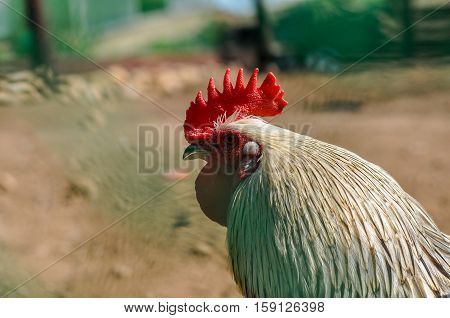 Portrait of a white rooster with a bright red crest for the symbol of the new year on the lunar calendar