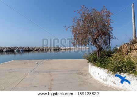tree at the port of Limenaria, Thassos island, East Macedonia and Thrace, Greece