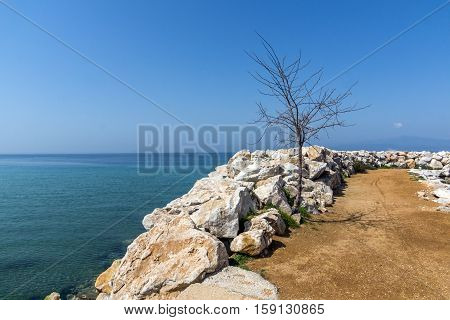 Tree on the pier of Skala Sotiros, Thassos island, East Macedonia and Thrace, Greece