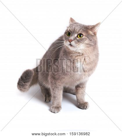 The scared cat has pressed ears and has recoiled back. It is isolated on a white background. Cat gray eyes yellow language pink