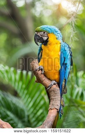Colourful parrots bird sitting on the perch.