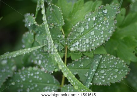 Rosée sur les feuilles