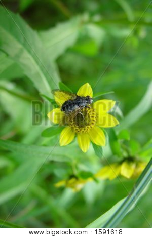 Mouche sur fleur