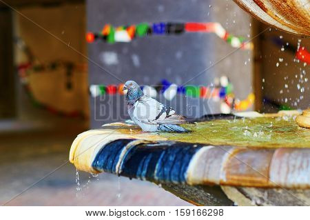 Pifeon Bathing In Fountain