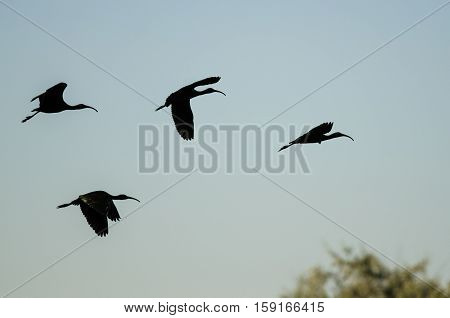 Four Silhouetted White-Faced Ibis Flying in a Blue Sky