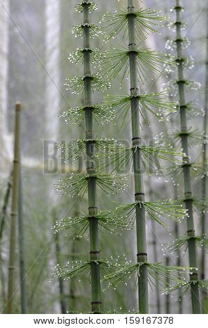 Green mare's tail plants growing in a grove with dew drops.