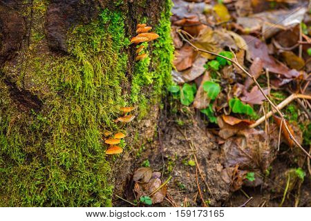 Tree Hub Growing On Trunk