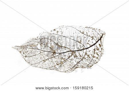 skeleton leaves and translucent texture background.airy blade bright brittle clear cobweb crystalline dead delicate design diaphanous dry fine fine-spun fragile frail framework gauzy macro.